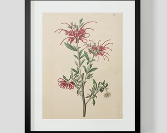 Botanical Print Plate 1319