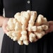Vintage White Coral Specimen - Natural History Decor, Curiosity Cabinet Display Piece