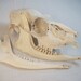 Whitetail Doe Skull
