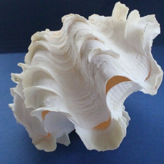 Large Clam Sea Shell Tridacna Squamosa Seashell Ruffles by JITTT