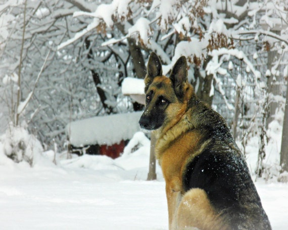 Items similar to German Shepherd photography,dog photograph,beautiful