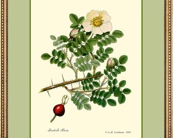 Rose Antique Botanical 12x16 fine art print reproduction