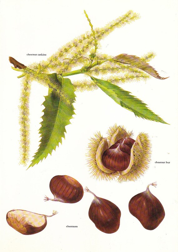 Items similar to Vintage 1960s Chestnut Color Illustration Book Page to