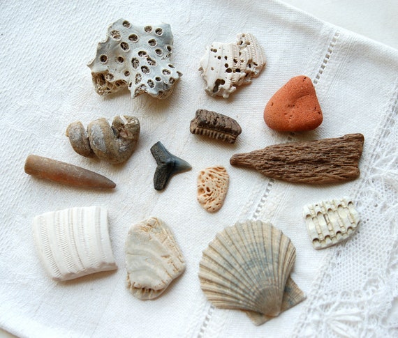 12 fossil collection starter kit