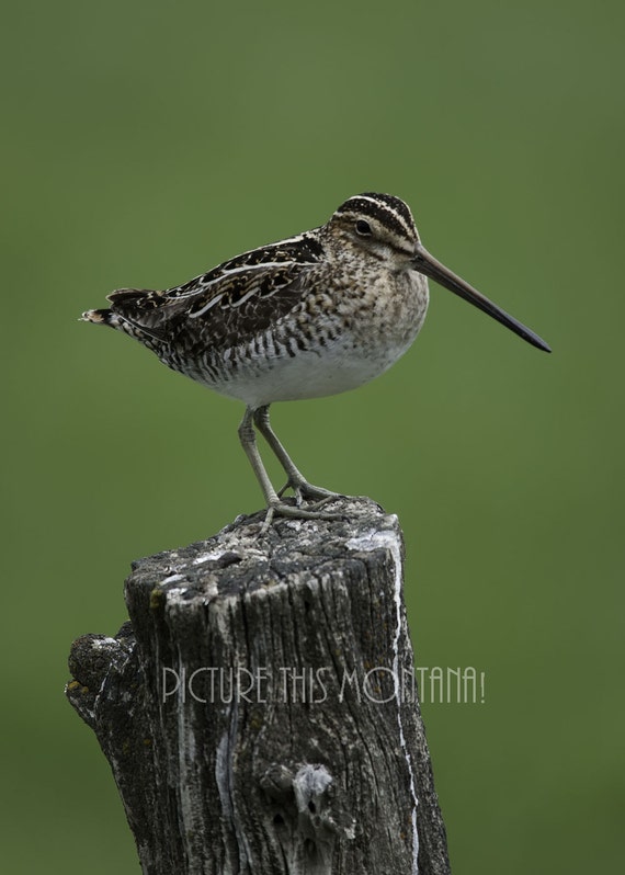 Download Snipe Bird 5 x 7 Color Photograph by PictureThisMT on Etsy