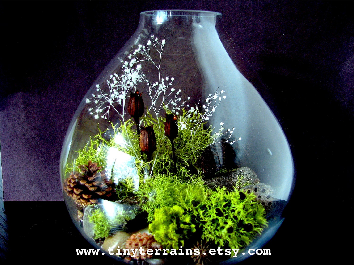 Large Teardrop Lichen Terrarium