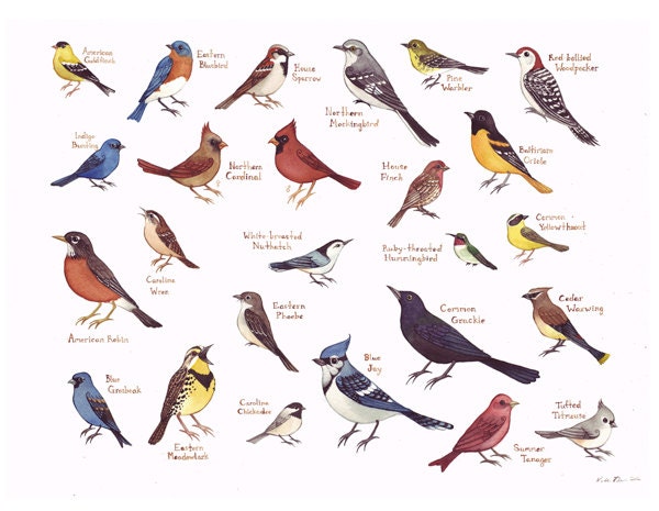 Eastern North Carolina Birds Field Guide Style by KateDolamore