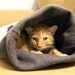 Dog or Cat Burrow Bag, Sleeping Bag, Snuggle Sack, Small, Yellow, Gray, and Charcoal Floral Fleece