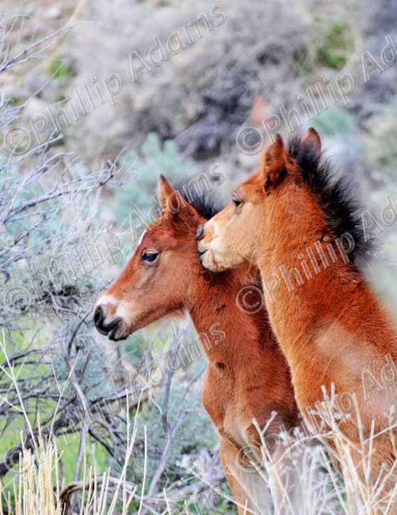 A Tender Moment - Mustang Foals - 8.5" x 11"