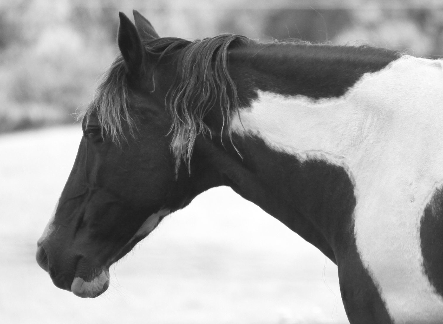 Horse Photography Black and White Art Prints by BeachBumChix