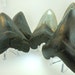 MEGALODON Fossil Huge A GRADE Ancient Tooth Thick Teeth