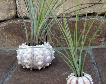 Sea Urchin Air Plant Planter Small