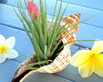 Air Plant in Shell