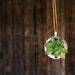 Barnacle Pod, Succulent Planter, Hanging Plant