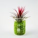Air Plant in Glass Lab Beaker With Reindeer Moss