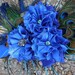 Blue Peacock Maternity Sash - Gorgeous - Photography Prop - Boy theme