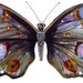 Butterfly Insect Animal Original Drawing Watercolor Painting and Ink, Black Grey Gold Orange Purple, gold butterfly "Papillon or"