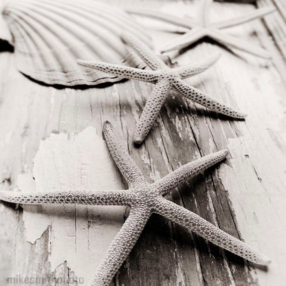 Starfish Sea Shell Black and White Nature Photograph Nautical