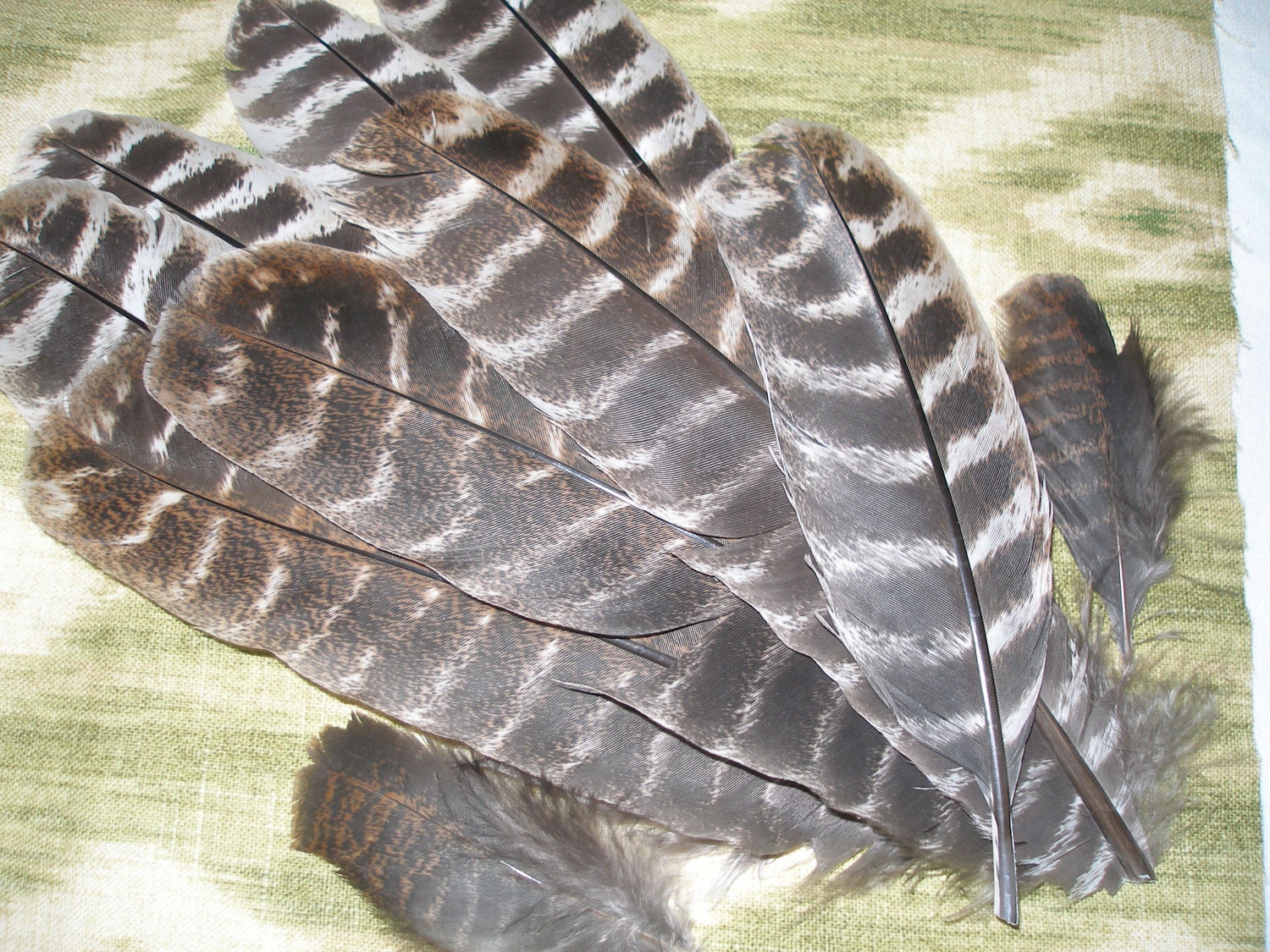 Turkey Wing Feathers Wild New Mexico Rio Grande Turkey wing