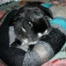 plump Ugli Donut bunny bed for a small sized rabbit silver grey black and turquoise mixed arty knit