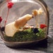 Flower Skull Ossuary Dome With Real Dyed Flowers and Moss