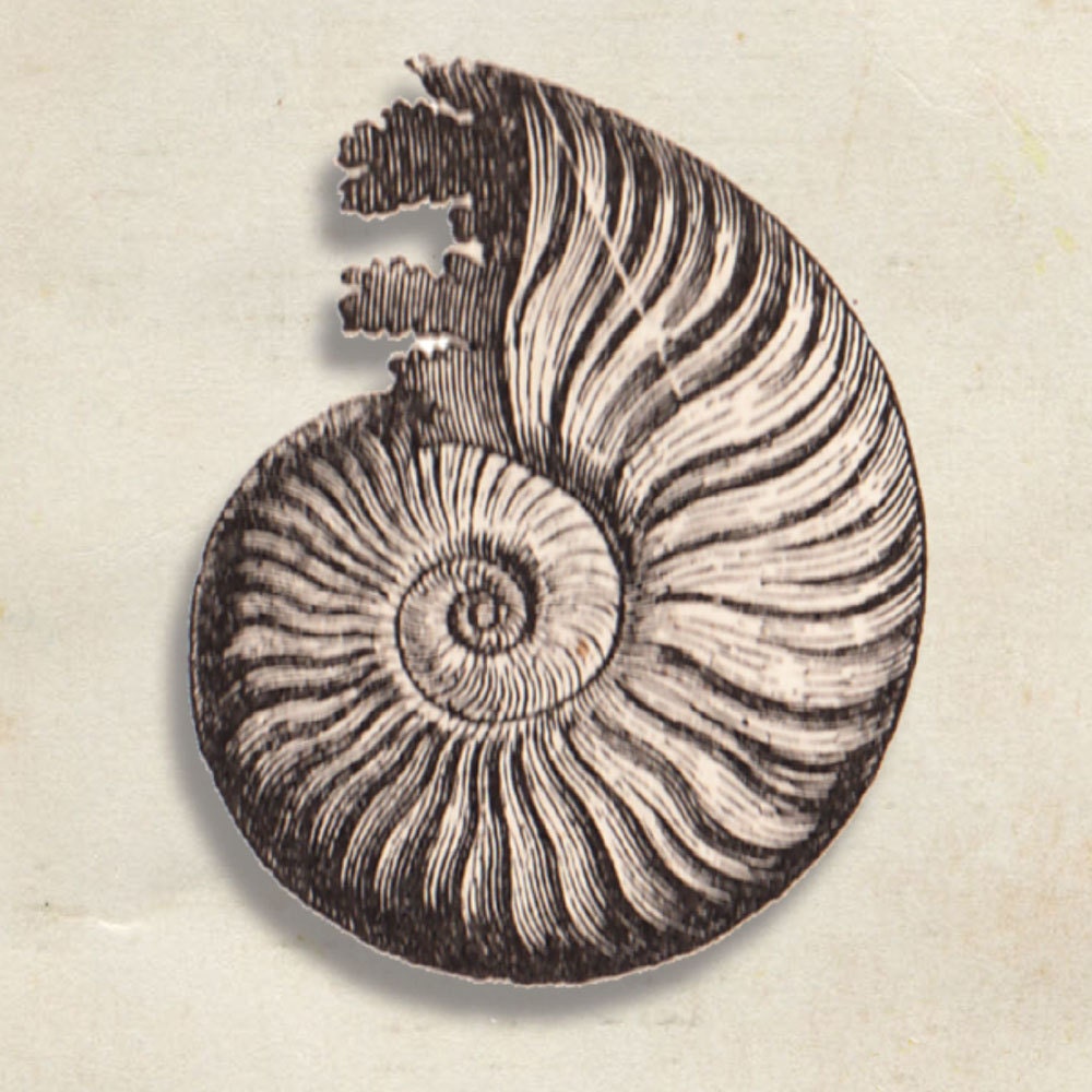 Sea Shell Print Ammonites davoei Fossil by TheCuratorsPrints