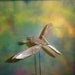 Tableware Pterodactyl