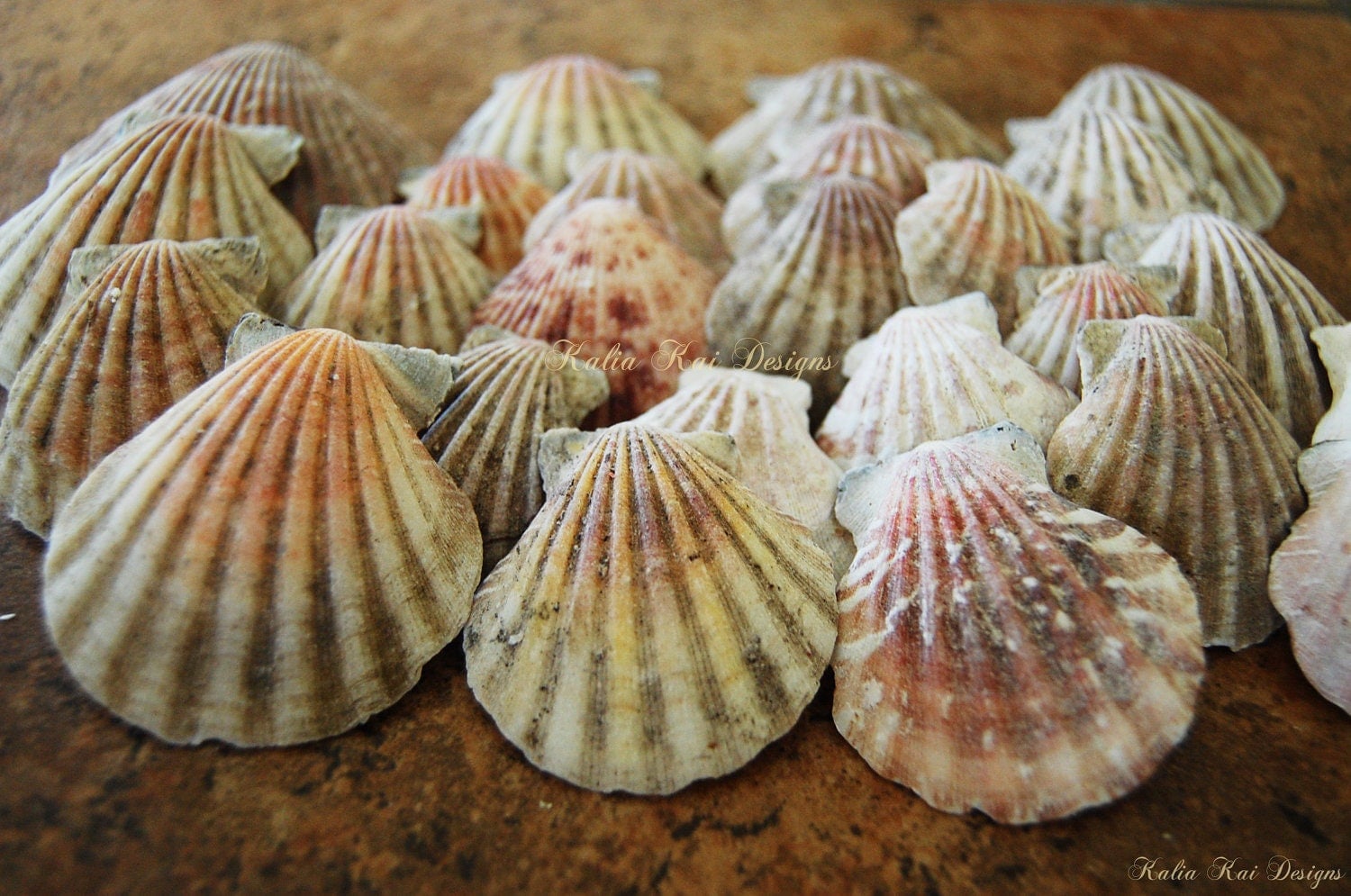 25 Large shells Large clam shells natural sea shells beach
