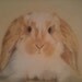 fluffy rabbit