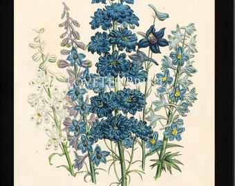 BOTANICAL PRINT Loudon Flower Botanical Art Print 61 Beautiful Blue Antique Delphinium Flowers Garden