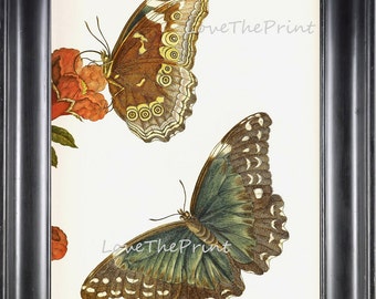 BUTTERFLY PRINT Botanical Art Print 3 Beautiful by LoveThePrint