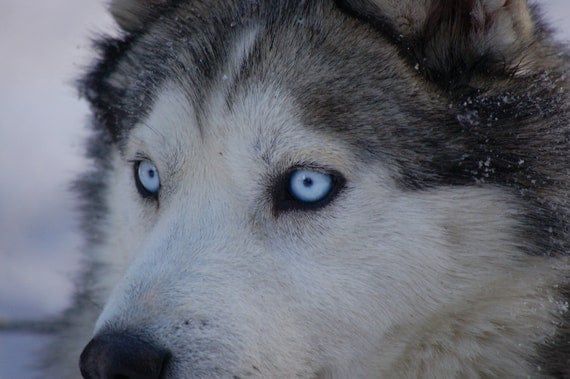 Dog Photograph Blue Eyes Siberian Husky Gray by CassidyPhotos