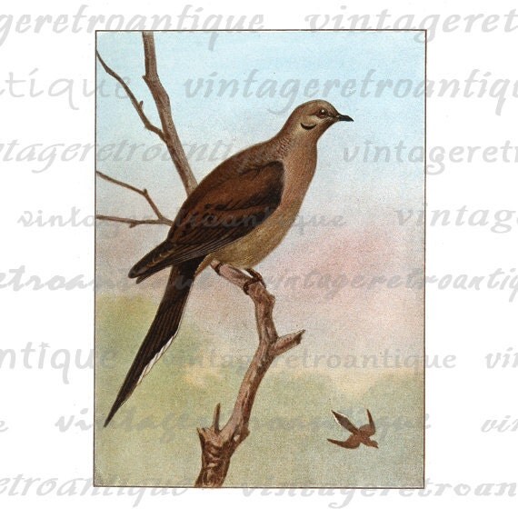 Items similar to Digital Image Mourning Dove Printable Bird ...
