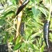 Vietnamese Hot Pepper Seeds Black Dragon Pepper, 25 count, 2013 Harvest, Hot Peppers, Pepper Seeds, Thai Pepper, Plants and Edibles