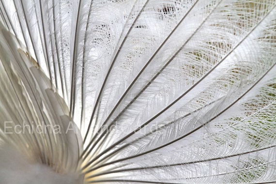 Feather Photography, White Peacock, 8x12 Print, Bedroom, Living Room Decor