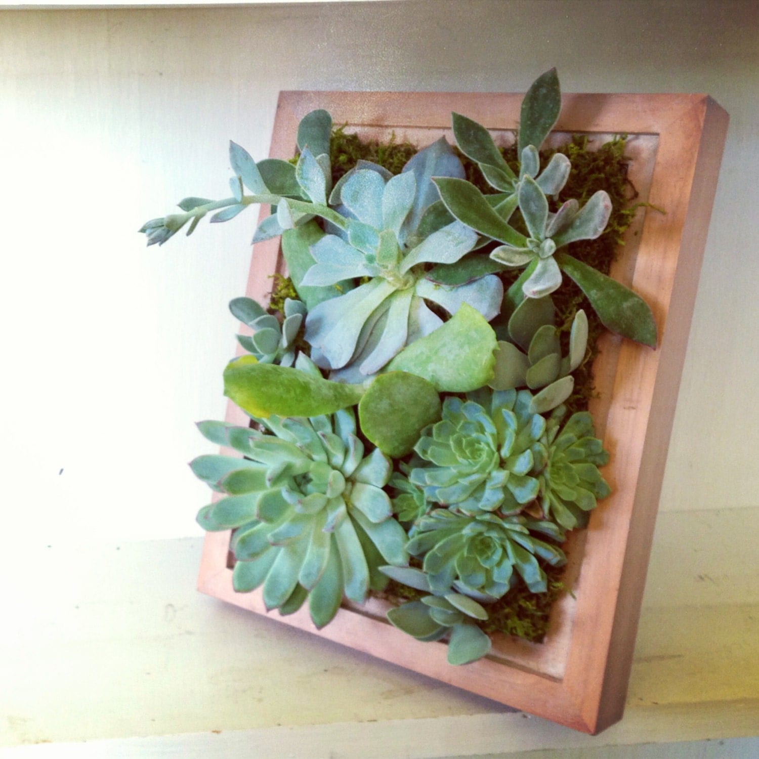 8x10 Vertical Succulent Planter Garden