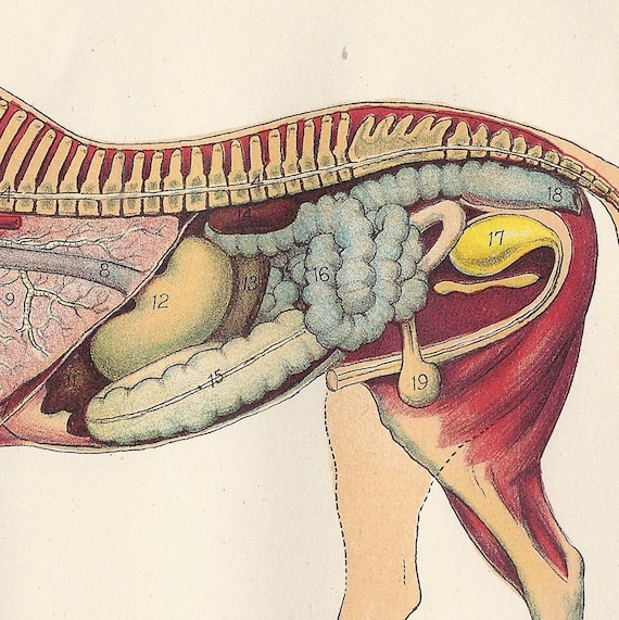 Horse Anatomy Internal Organs