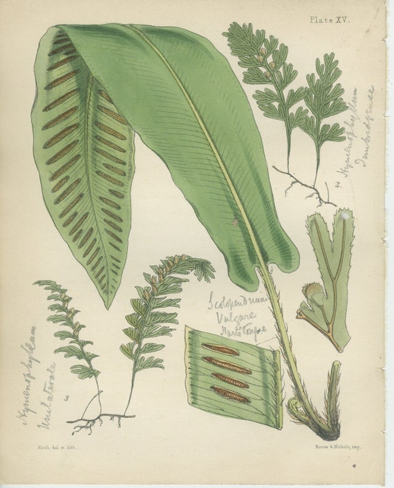 Rare, Hart's Tongue, Filmy Fern, Antique Botanical Fern Print 15, 1851, British Natural History, Fitch, Hand Colored (coloured)