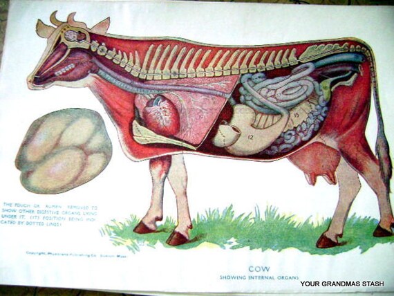 1905 Vintage Anatomical Colored Plate of Internal Organs of a
