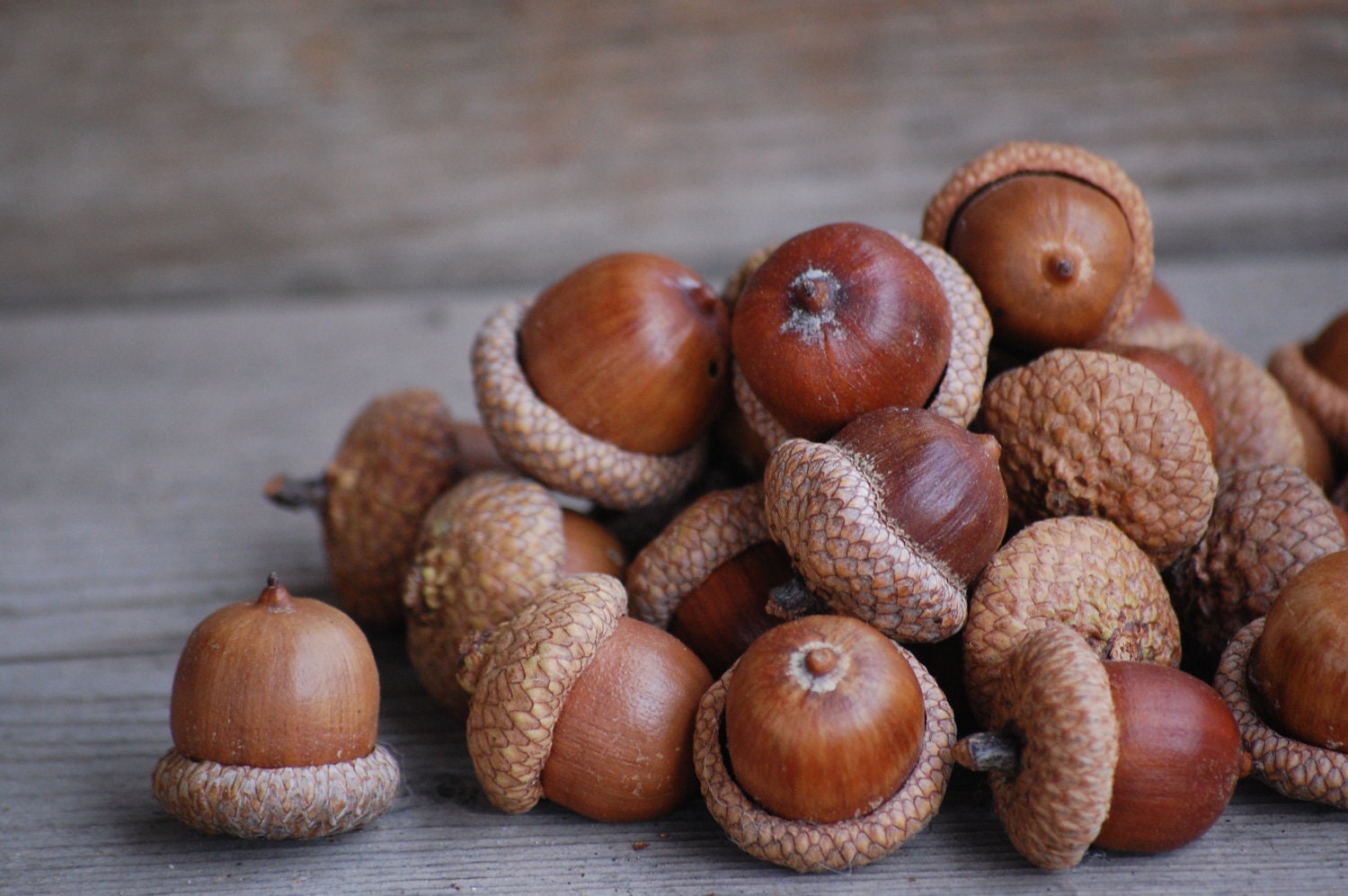 25 large real fall  acorns  from red oak fall  wedding natural