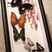 Artistic Mounted butterfly frame, organic wall decor, educational gift, 15"x8"