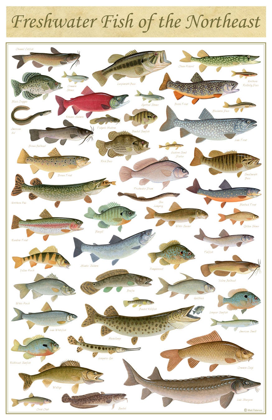 Chart Of Freshwater Fish Species