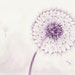 Purple Dandelion 6x9 Original watercolor painting