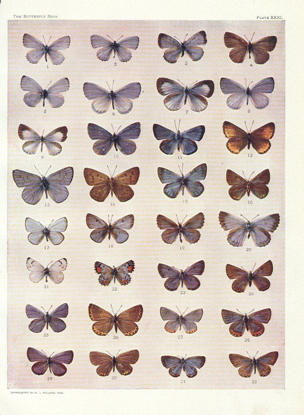 vintage butterfly specimen chart pale blue grey butterfly
Vintage Butterfly Chart