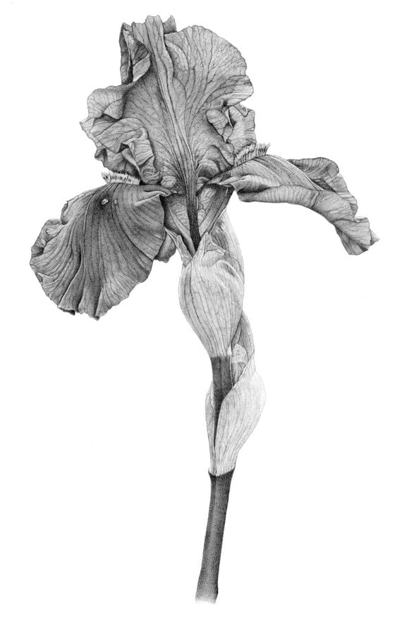 Iris Botanical Print from original graphite drawing