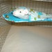 Corner Pocket Pet Hammock, Rats,Mice,Sugar gliders, Flying Squirrels, Gerbils