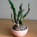 Grassy Plant