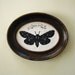 SALE 20% OFF // Limited Time Only // Coupon code: SPRING20SALE - Insect Specimen No.2 - Hand-Cut Silhouette Papercut, Framed
