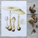 Vintage Mushroom Print - 1960