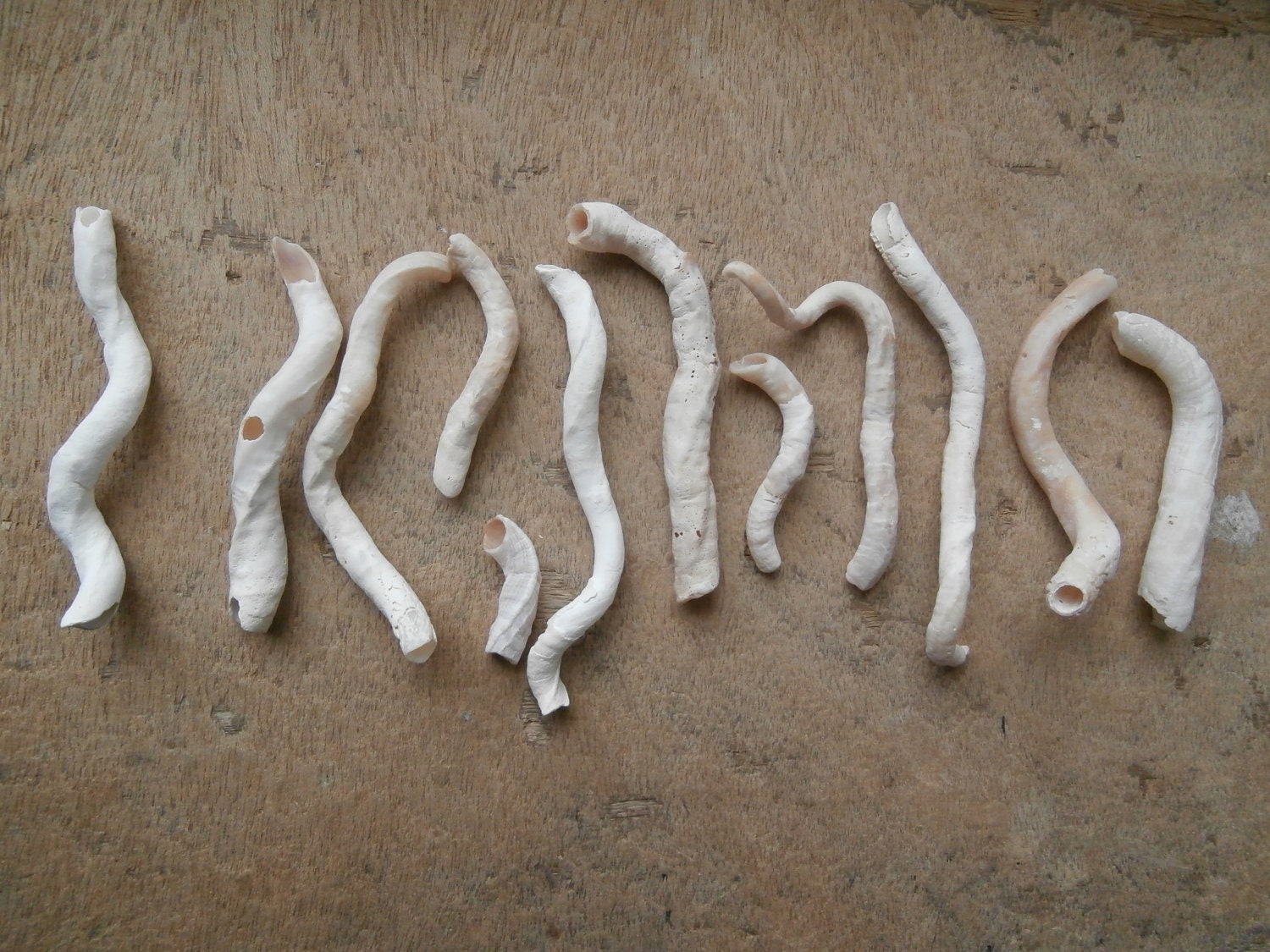 Beautiful curly long tube worm white & cream colored shells